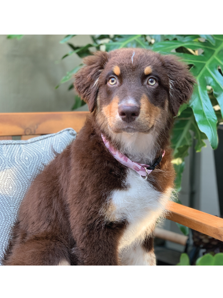 Flutter Dog Collars